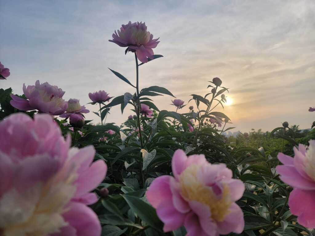 간힐리언스 채송화원장 일상에세이